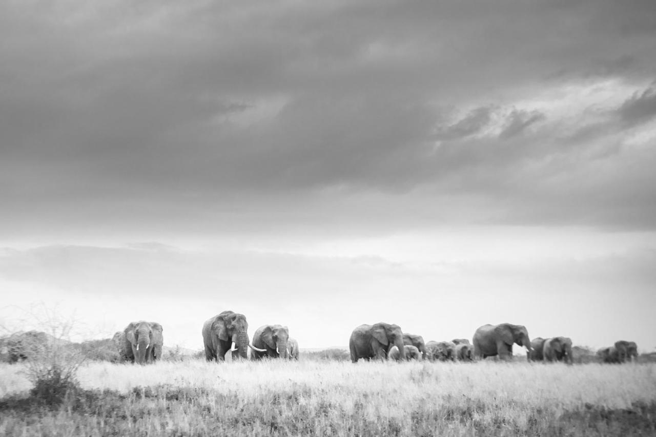 Rhino Sands Safari Camp Manyoni Private Game Reserve エクステリア 写真